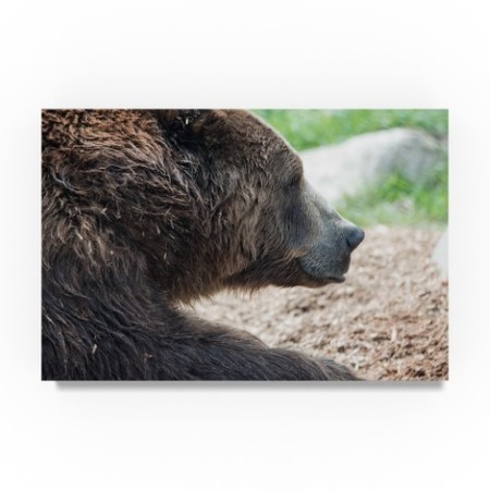 Robert Michaud 'Brown Grizzly Bear' Canvas Art,30x47